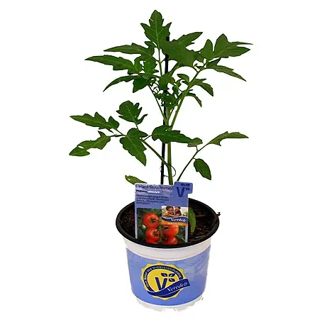 Piardino  Strauchtomate