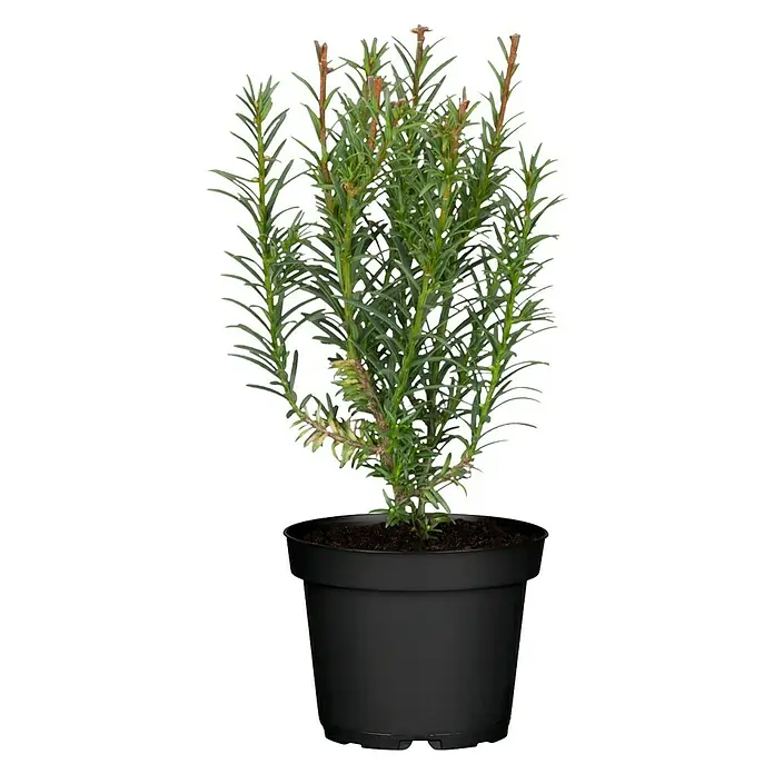 Piardino Heimische Eibe Groenland - Taxus baccata 'Groenland' - Vorderansicht