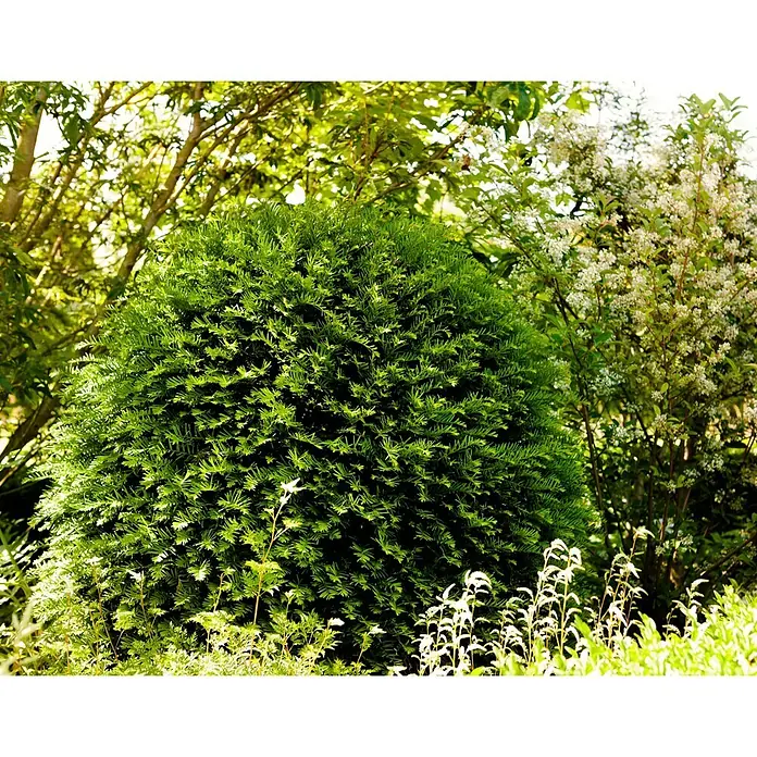 Piardino Heimische Eibe Groenland - Taxus baccata 'Groenland' - Stimmungsaufnahme