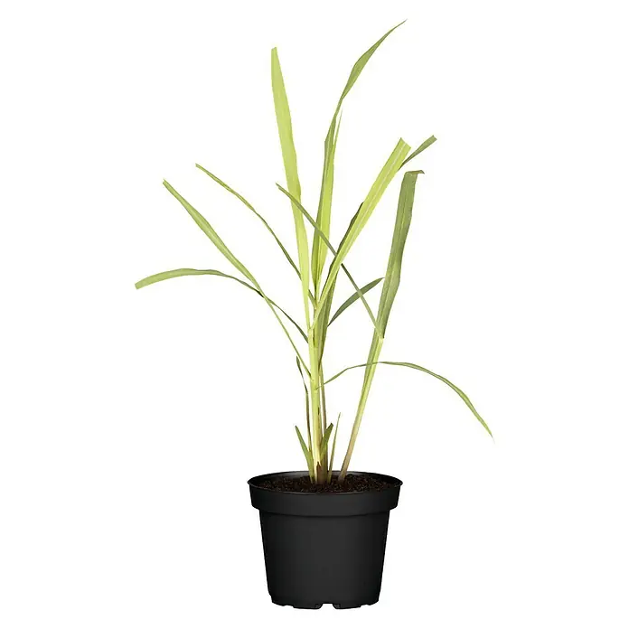 Blu Bio Zitronengras - Cymbopogon citratus - Vorderansicht
