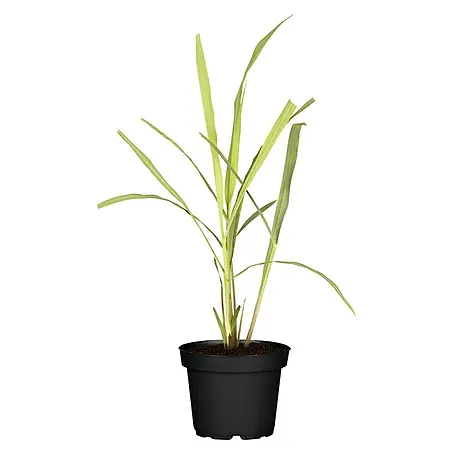 Blu Bio Zitronengras