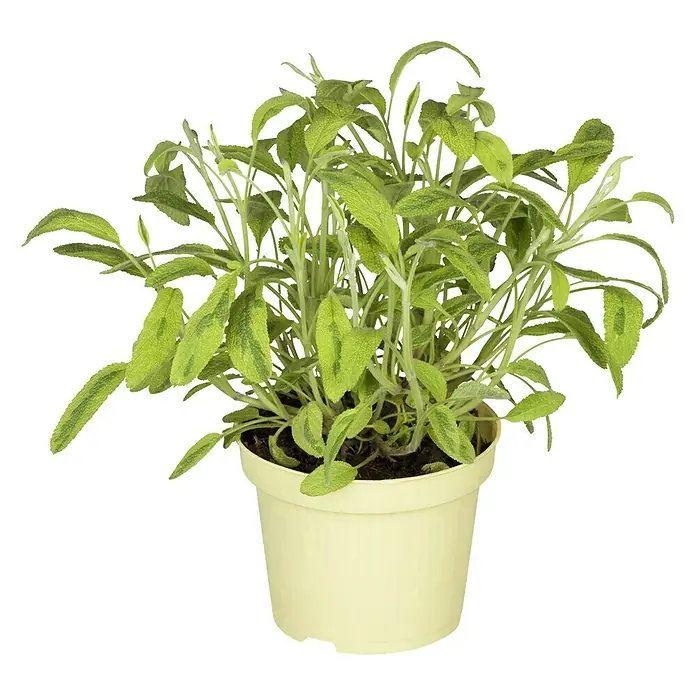 Blu Bio Echter Salbei - Salvia officinalis, Topfgröße: 12 cm - Vorderansicht