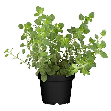 Blu Bio Oregano