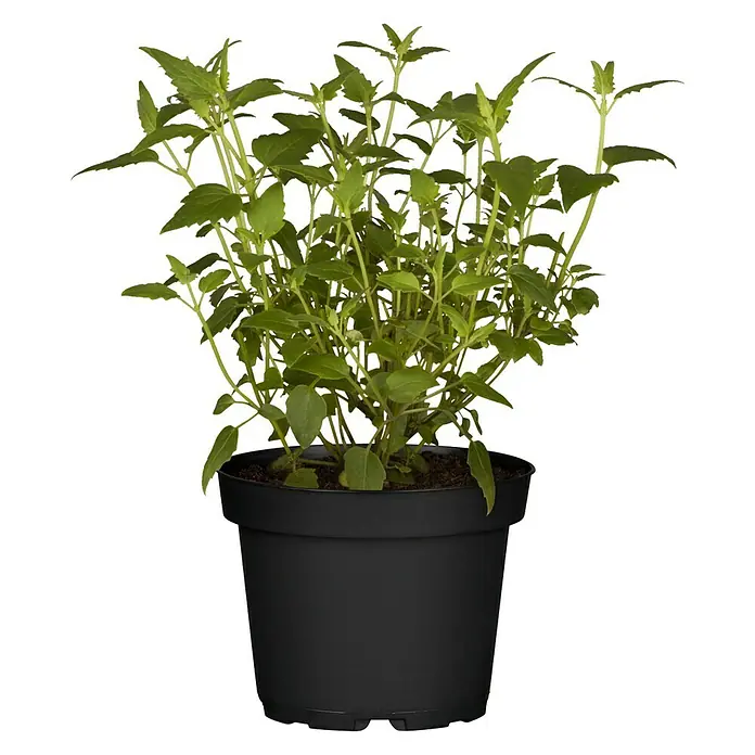 Blu Bio Erdbeerminze - Mentha species - Vorderansicht