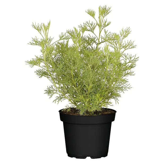 Blu Bio Colakraut - Artemisia abrotanum var. maritima - Vorderansicht