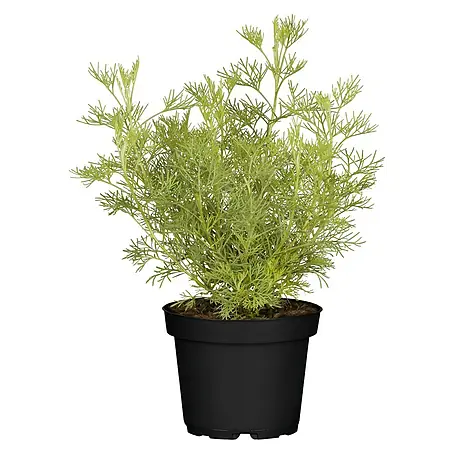 Blu Bio Colakraut