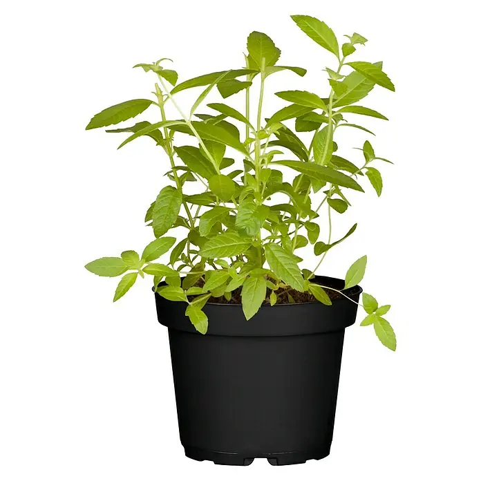 Blu Bio Zitronenverbene - Lippia citriodora - Vorderansicht