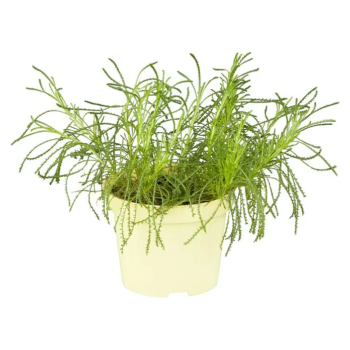 Blu Bio Olivenkraut - Santolina viridis - Vorderansicht