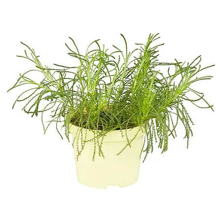 Blu Bio Olivenkraut