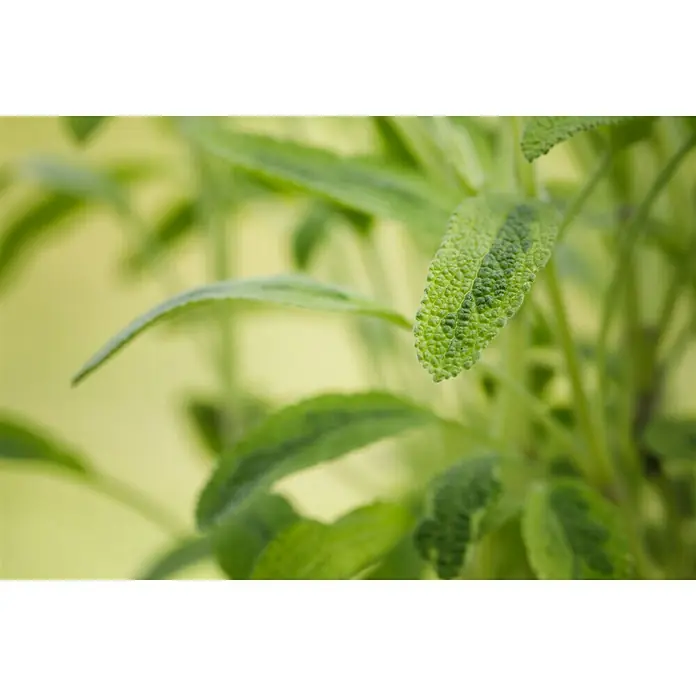 Blu Bio Echter Salbei - Salvia officinalis, Topfgröße: 12 cm - Detailaufnahme