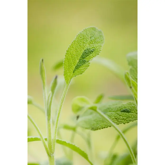 Blu Bio Echter Salbei - Salvia officinalis, Topfgröße: 12 cm - Detailaufnahme