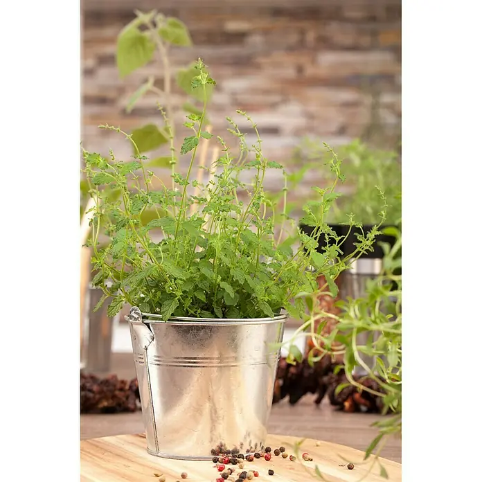 Blu Bio Erdbeerminze - Mentha species - Stimmungsaufnahme