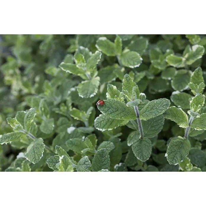 Blu Bio Ananasminze - Mentha suaveolens variegata - Detailaufnahme