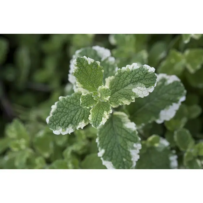 Blu Bio Ananasminze - Mentha suaveolens variegata - Detailaufnahme
