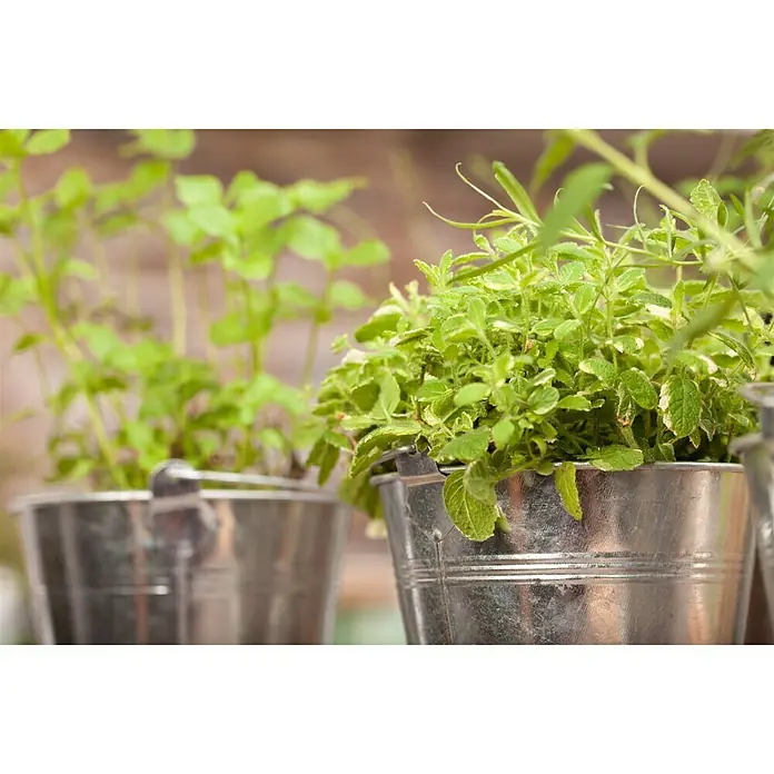 Blu Bio Ananasminze - Mentha suaveolens variegata - Detailaufnahme