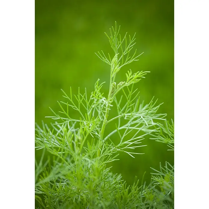 Blu Bio Colakraut - Artemisia abrotanum var. maritima - Detailaufnahme