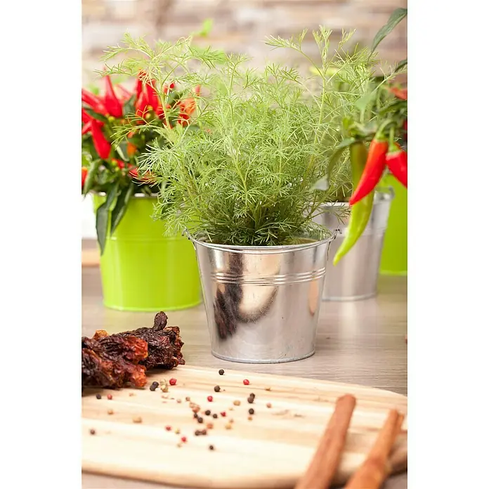 Blu Bio Colakraut - Artemisia abrotanum var. maritima - Stimmungsaufnahme