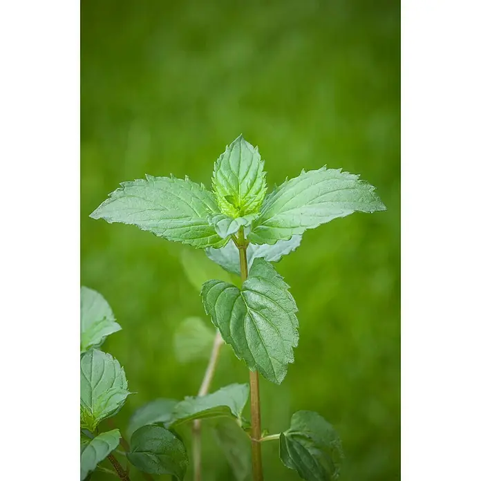 Blu Bio Schokominze - Mentha x piperita - Detailaufnahme