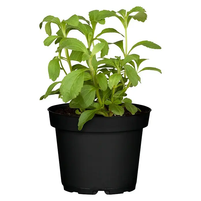 Blu Bio Süßkraut - Stevia rebaudiana - Vorderansicht