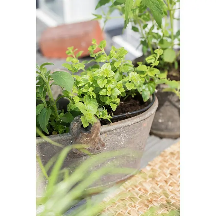 Blu Bio Süßkraut - Stevia rebaudiana - Stimmungsaufnahme