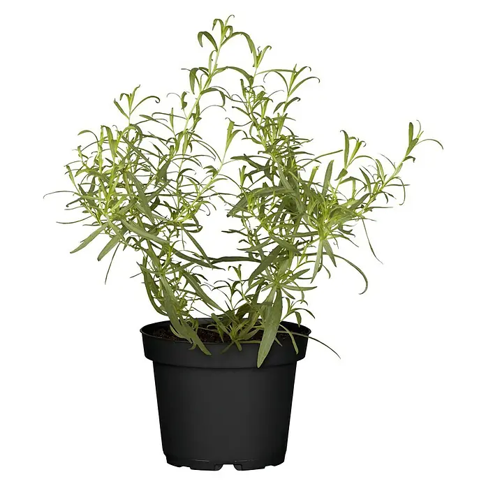 Blu Bio Französischer Estragon - Artemisia dracunculus - Vorderansicht