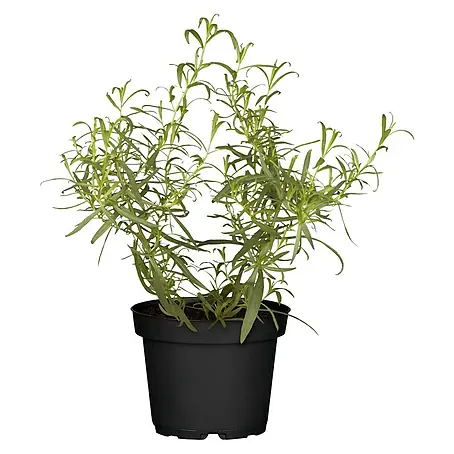 Blu Bio Französischer Estragon