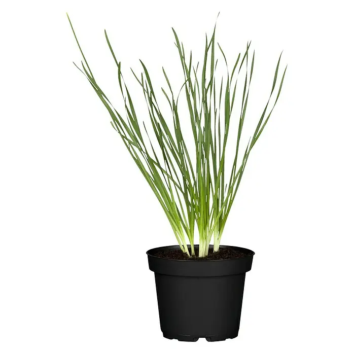 Blu Bio Knoblauch Gartenknofi - Allium hybride - Vorderansicht