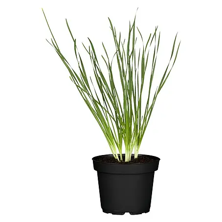 Blu Bio Knoblauch Gartenknofi