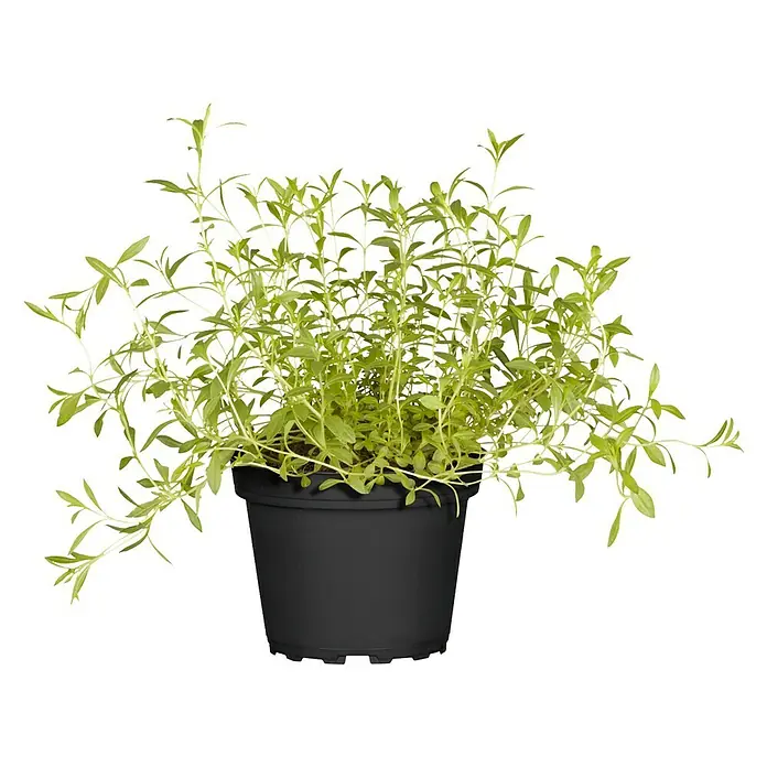 Blu Bio Bohnenkraut - Satureja montana, Topfgröße: 12 cm - Vorderansicht