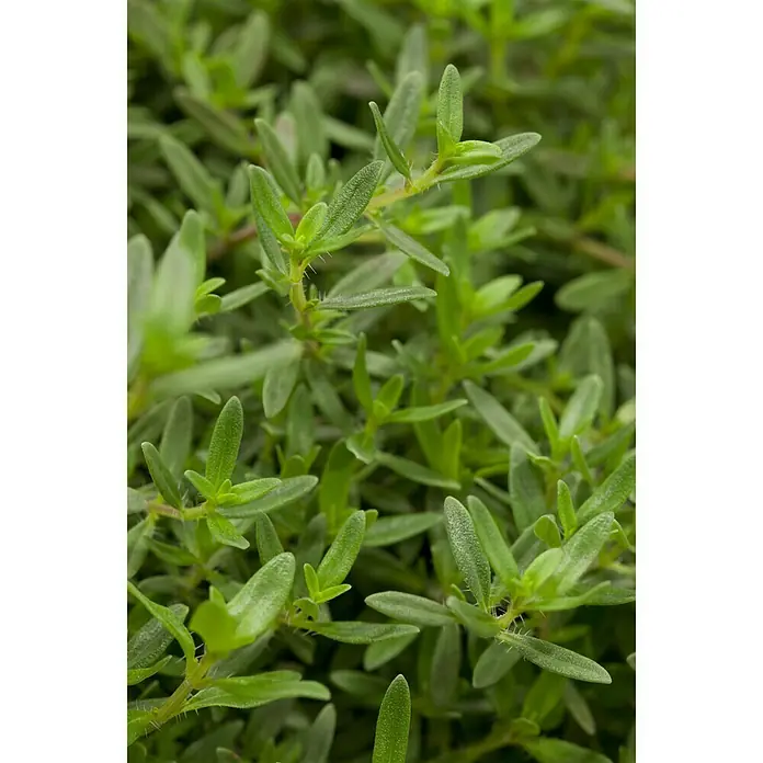 Blu Bio Bohnenkraut - Satureja montana, Topfgröße: 12 cm - Detailaufnahme