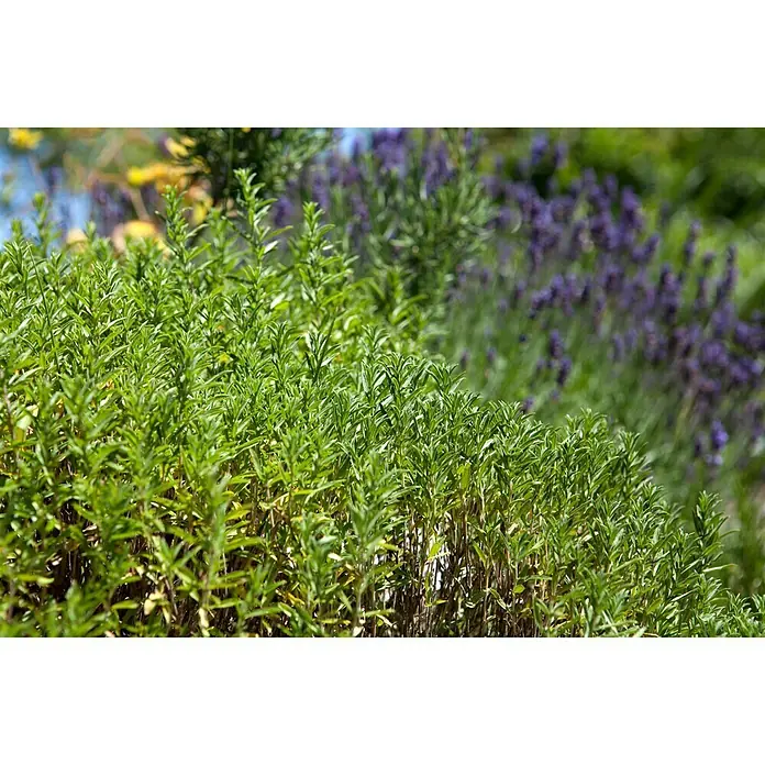 Blu Bio Bohnenkraut - Satureja montana, Topfgröße: 12 cm - Detailaufnahme