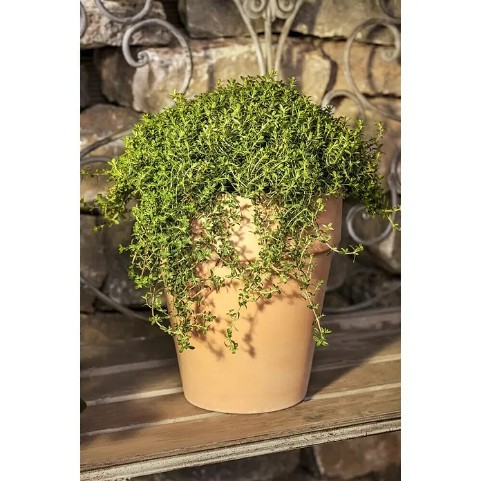 Blu Bio Bohnenkraut - Satureja montana, Topfgröße: 12 cm - Stimmungsaufnahme