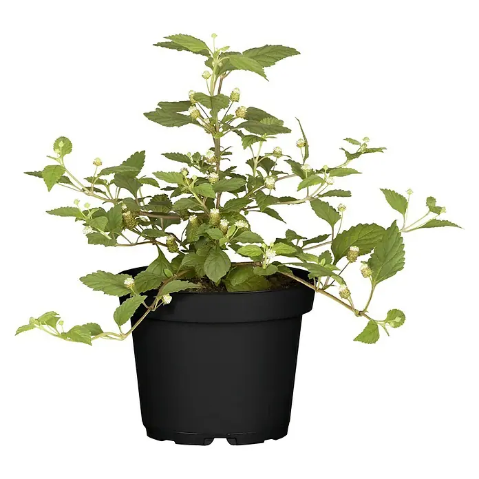 Blu Bio Aztekisches Süßkraut - Lippia dulcis - Vorderansicht