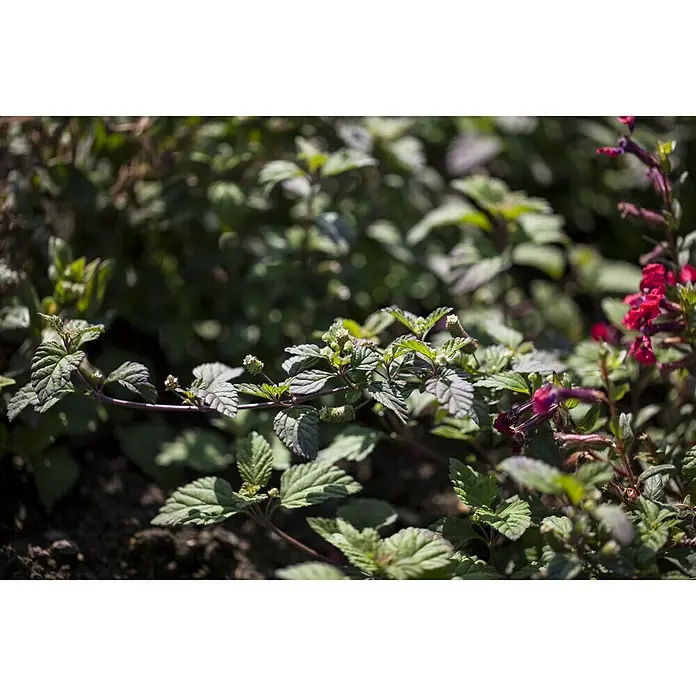 Blu Bio Aztekisches Süßkraut - Lippia dulcis - Detailaufnahme