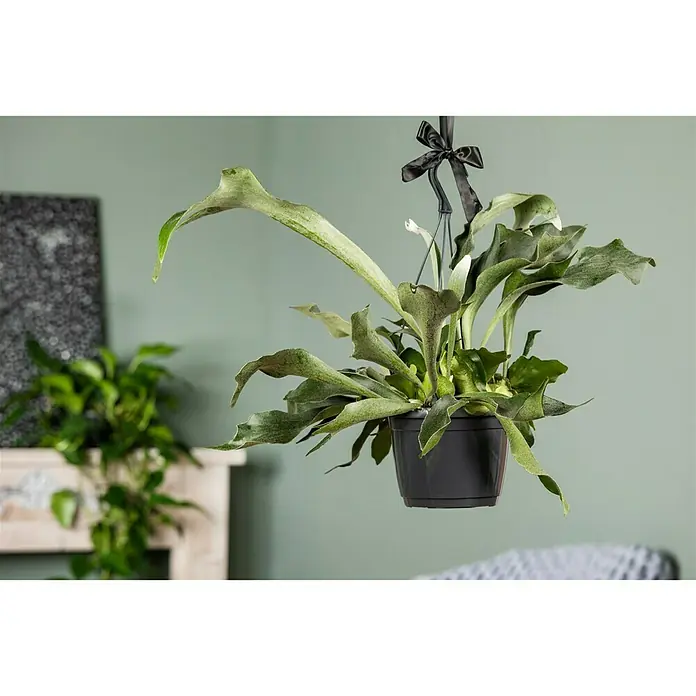 Piardino Geweihfarn - Platycerium, Topfgröße: 18 cm - Stimmungsaufnahme