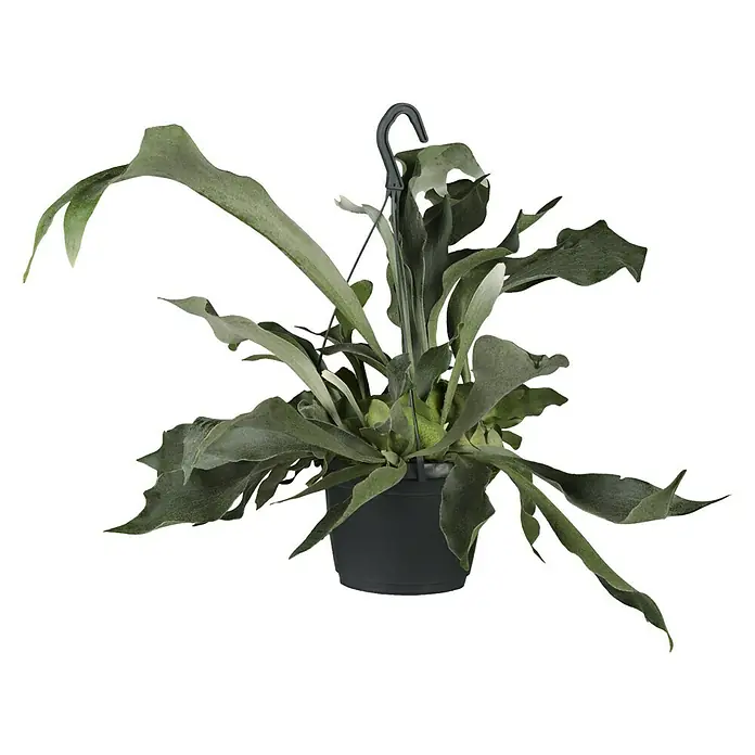 Piardino Geweihfarn - Platycerium, Topfgröße: 18 cm - Vorderansicht