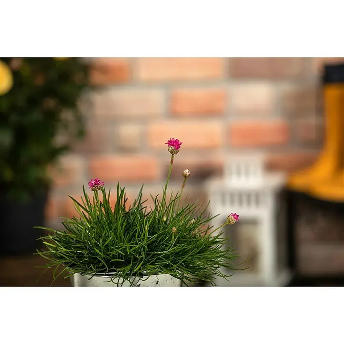Piardino Grasnelke - Armeria maritima, Blütenfarbe: Sortenabhängig - Detailaufnahme