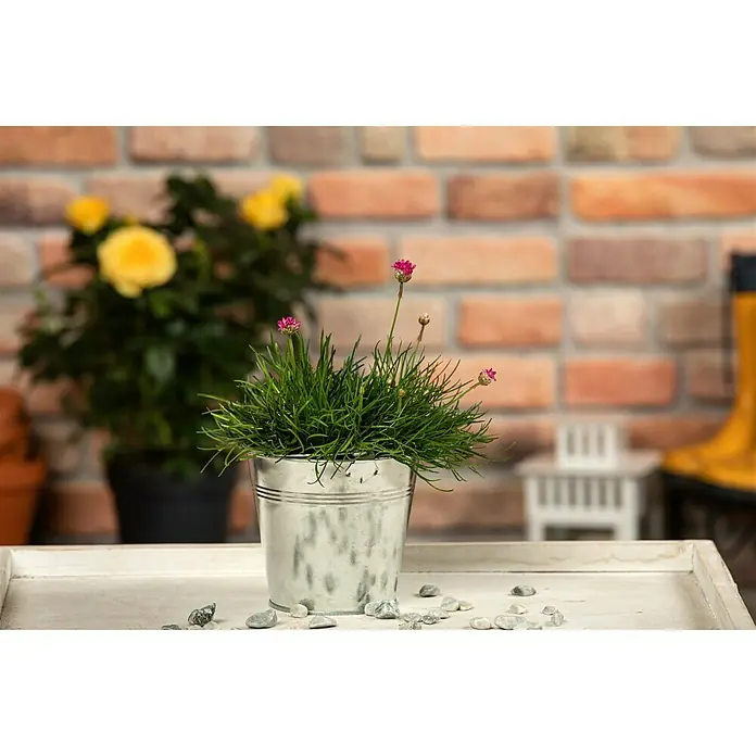 Piardino Grasnelke - Armeria maritima, Blütenfarbe: Sortenabhängig - Stimmungsaufnahme