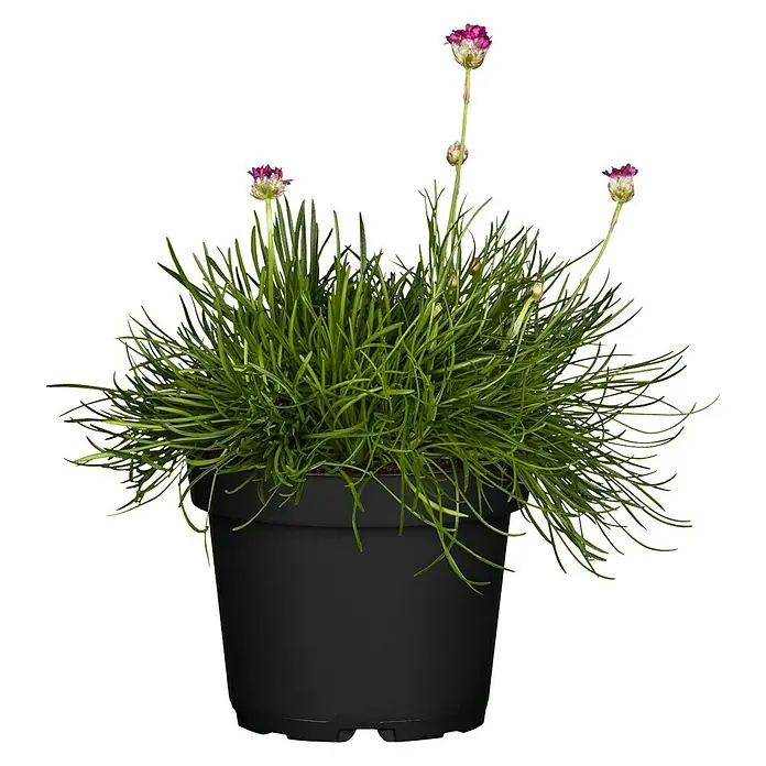 Piardino Grasnelke - Armeria maritima, Blütenfarbe: Sortenabhängig - Vorderansicht