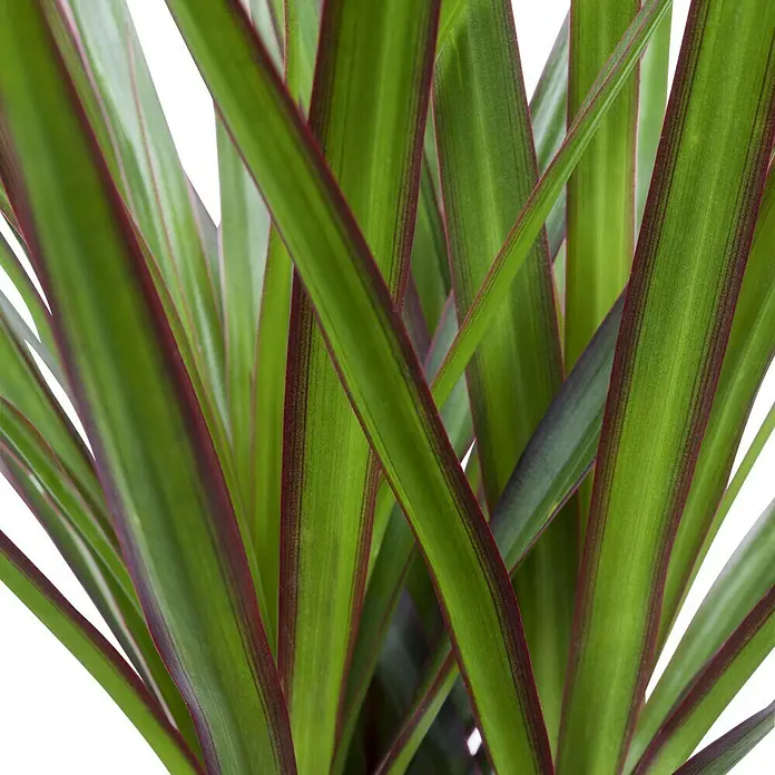 Piardino Drachenbaum - Dracaena marginata, Topfgröße: 17 cm, Blattfarbe: Dunkelgrün/Purpurrot - Detailaufnahme