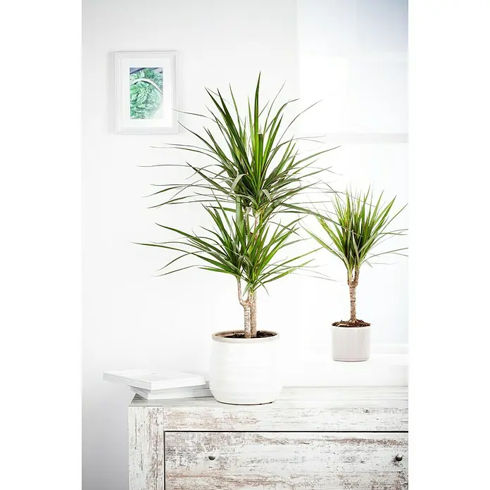 Piardino Drachenbaum - Dracaena marginata, Topfgröße: 17 cm, Blattfarbe: Dunkelgrün/Purpurrot - Stimmungsaufnahme