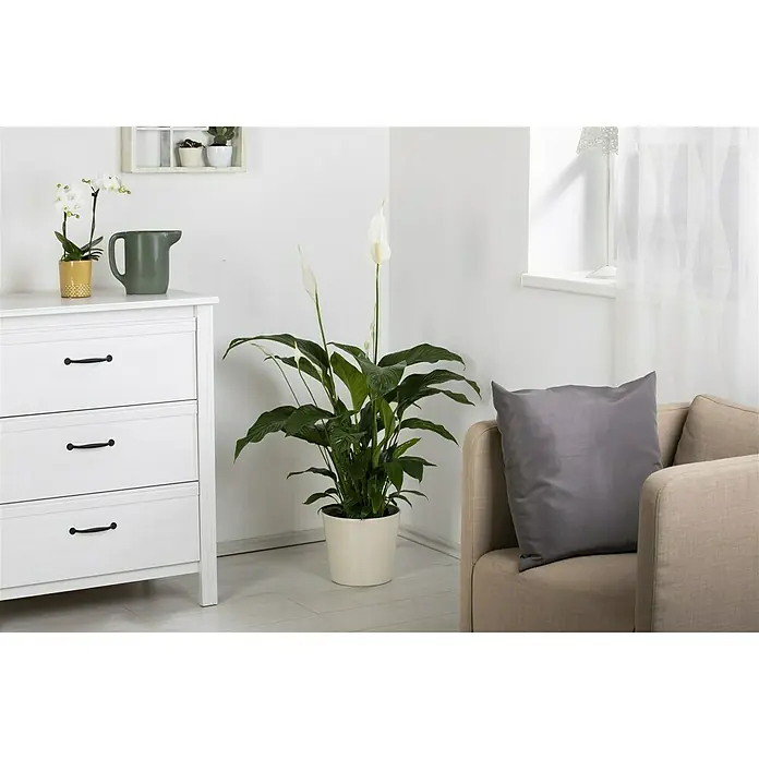 Piardino Blattfahne - Spathiphyllum floribundum, Topfgröße: 21 cm - Stimmungsaufnahme