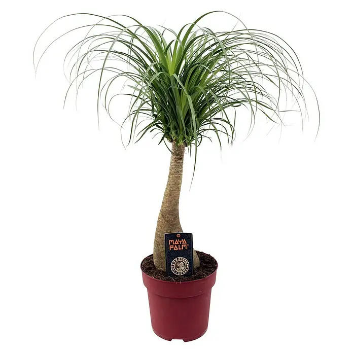 Piardino Elefantenfuß - Beaucarnea, Topfgröße: 24 cm - Vorderansicht