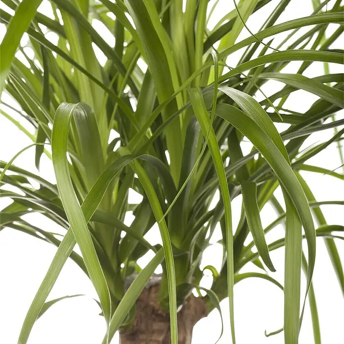 Piardino Elefantenfuß - Beaucarnea, Topfgröße: 24 cm - Detailaufnahme