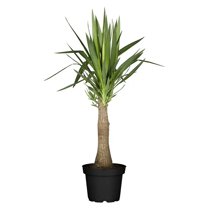Piardino Palmlilie Maya Tree - Yucca elephantipes, Topfgröße: 19 cm - Vorderansicht