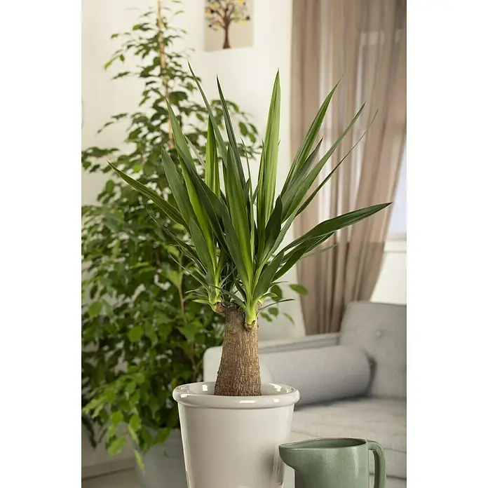 Piardino Palmlilie Maya Tree - Yucca elephantipes, Topfgröße: 19 cm - Stimmungsaufnahme