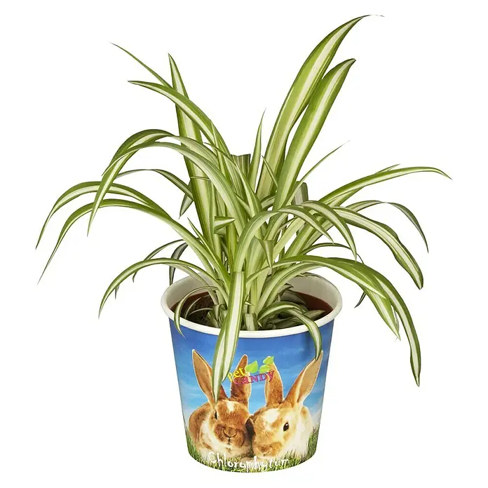 Piardino Grünlilie Potcover - Chlorophytum compsum, Topfgröße: 12 cm, Grün/Weiß - Vorderansicht