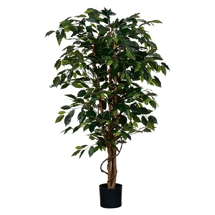 Ficus benjamina - Altura: 150 cm, Plástico, Verde