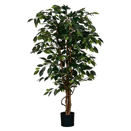 Ficus benjamina