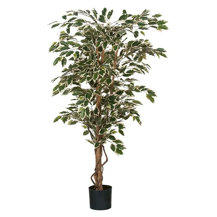Ficus benjamina - Altura: 150 cm, Verde, Plástico